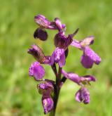 vstavač kukačka <i>(Orchis morio)</i> / Květ/Květenství