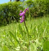 vstavač kukačka <i>(Orchis morio)</i> / Habitus