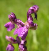 vstavač kukačka <i>(Orchis morio)</i> / Květ/Květenství