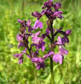 vstavač kukačka <i>(Orchis morio)</i> / Květ/Květenství