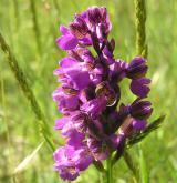 vstavač kukačka <i>(Orchis morio)</i> / Květ/Květenství