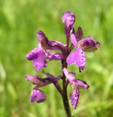 vstavač kukačka <i>(Orchis morio)</i> / Květ/Květenství