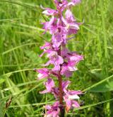 vstavač mužský <i>(Orchis mascula)</i> / Květ/Květenství