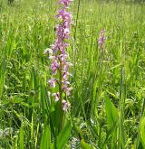 vstavač mužský <i>(Orchis mascula)</i> / Habitus