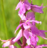 vstavač mužský <i>(Orchis mascula)</i> / Květ/Květenství