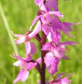 vstavač mužský <i>(Orchis mascula)</i> / Květ/Květenství