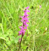 vstavač mužský <i>(Orchis mascula)</i> / Květ/Květenství