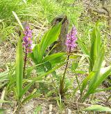 vstavač mužský <i>(Orchis mascula)</i> / Habitus