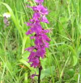 vstavač mužský <i>(Orchis mascula)</i> / Květ/Květenství