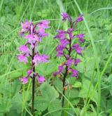 vstavač mužský <i>(Orchis mascula)</i> / Květ/Květenství