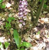 vstavač nachový  <i>(Orchis purpurea)</i> / Habitus