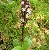 vstavač nachový  <i>(Orchis purpurea)</i> / Habitus
