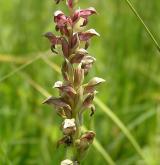 vstavač štěničný <i>(Orchis coriophora)</i> / Květ/Květenství