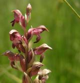vstavač štěničný <i>(Orchis coriophora)</i> / Květ/Květenství