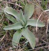 vstavač trojzubý <i>(Orchis tridentata)</i> / Ostatní