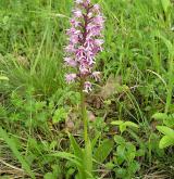 vstavač vojenský <i>(Orchis militaris)</i> / Habitus