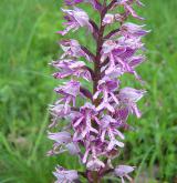 vstavač vojenský <i>(Orchis militaris)</i> / Květ/Květenství