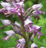 vstavač vojenský <i>(Orchis militaris)</i> / Květ/Květenství