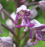 vstavač vojenský <i>(Orchis militaris)</i> / Květ/Květenství