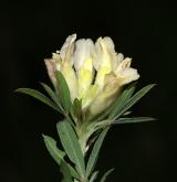 čilimník bílý <i>(Cytisus albus)</i> / Květ/Květenství