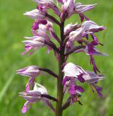 vstavač vojenský <i>(Orchis militaris)</i> / Květ/Květenství
