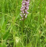 vstavač vojenský <i>(Orchis militaris)</i> / Habitus