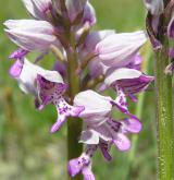 vstavač vojenský <i>(Orchis militaris)</i> / Květ/Květenství