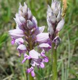 vstavač vojenský <i>(Orchis militaris)</i> / Květ/Květenství