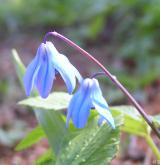 ladoňka sibiřská <i>(Othocallis siberica)</i>