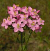 zeměžluč okolíkatá <i>(Centaurium erythraea)</i> / Květ/Květenství