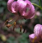 lilie zlatohlavá <i>(Lilium martagon)</i> / Květ/Květenství