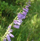 zvonek boloňský <i>(Campanula bononiensis)</i> / Květ/Květenství