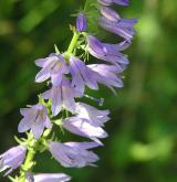 zvonek boloňský <i>(Campanula bononiensis)</i> / Květ/Květenství