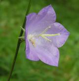 zvonek broskvolistý <i>(Campanula persicifolia)</i> / Květ/Květenství