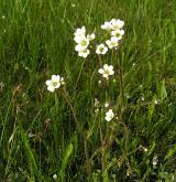 lomikámen zrnatý <i>(Saxifraga granulata)</i>