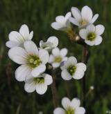 lomikámen zrnatý <i>(Saxifraga granulata)</i> / Květ/Květenství