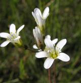 lomikámen zrnatý <i>(Saxifraga granulata)</i> / Květ/Květenství