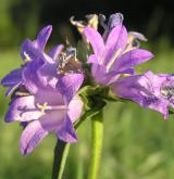 zvonek klubkatý <i>(Campanula glomerata)</i> / Květ/Květenství