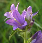 zvonek klubkatý <i>(Campanula glomerata)</i> / Květ/Květenství