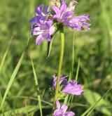 zvonek klubkatý <i>(Campanula glomerata)</i> / Květ/Květenství