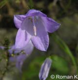 zvonek okrouhlolistý <i>(Campanula rotundifolia)</i> / Květ/Květenství