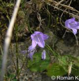 zvonek okrouhlolistý <i>(Campanula rotundifolia)</i> / Květ/Květenství