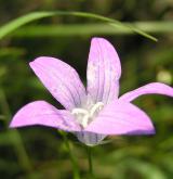 zvonek rozkladitý <i>(Campanula patula)</i> / Květ/Květenství