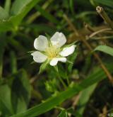 mochna bílá <i>(Potentilla alba)</i> / Květ/Květenství