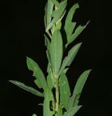 čilimník bílý <i>(Cytisus albus)</i> / List