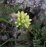 netřesk (netřeskovec) výběžkatý <i>(Jovibarba globifera)</i> / Květ/Květenství
