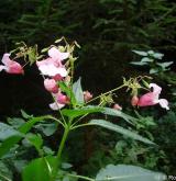 netýkavka žláznatá <i>(Impatiens glandulifera)</i>