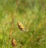 ostřice bažinná <i>(Carex limosa)</i> / Plod