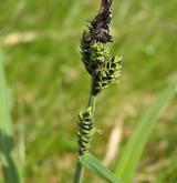 ostřice Bigelowova <i>(Carex bigelowii)</i> / Habitus