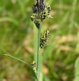 ostřice Bigelowova <i>(Carex bigelowii)</i> / Habitus